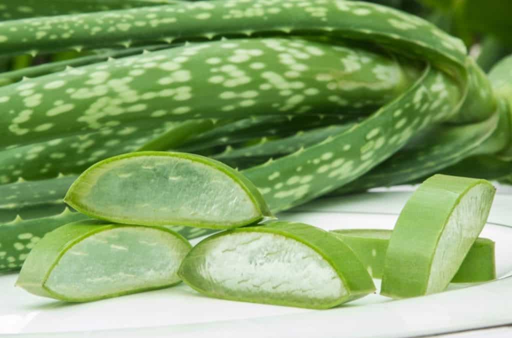 Aloe Vera Good for Digestion and Gut Health