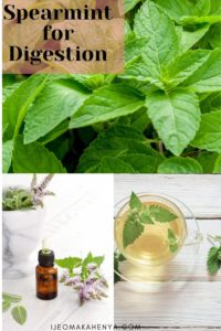Here are ways Spearmint can help aid digestion and lead you to a much better gut health