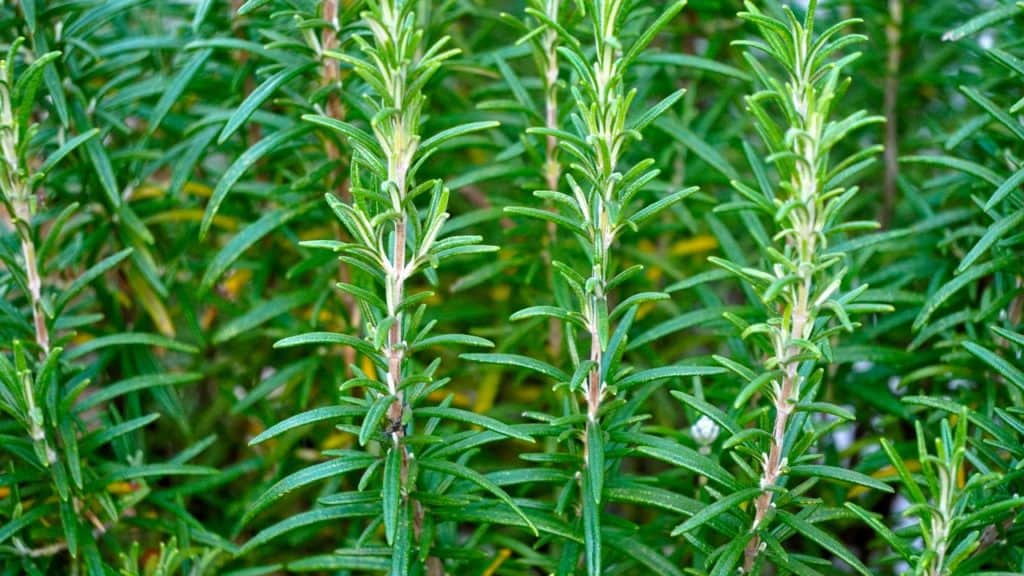 Rosemary for digestion and good gut health