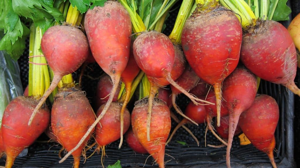 Beets are Good for Digestion and lead to Good Gut Health